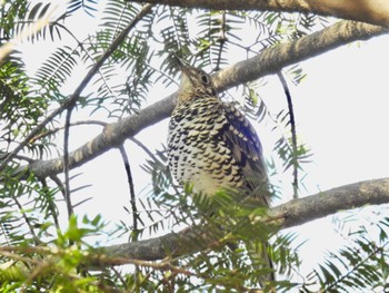 White's Thrush 井頭公園 Sat, 2/18/2023