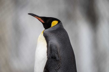 オウサマペンギン 場所が不明 2023年2月18日(土)