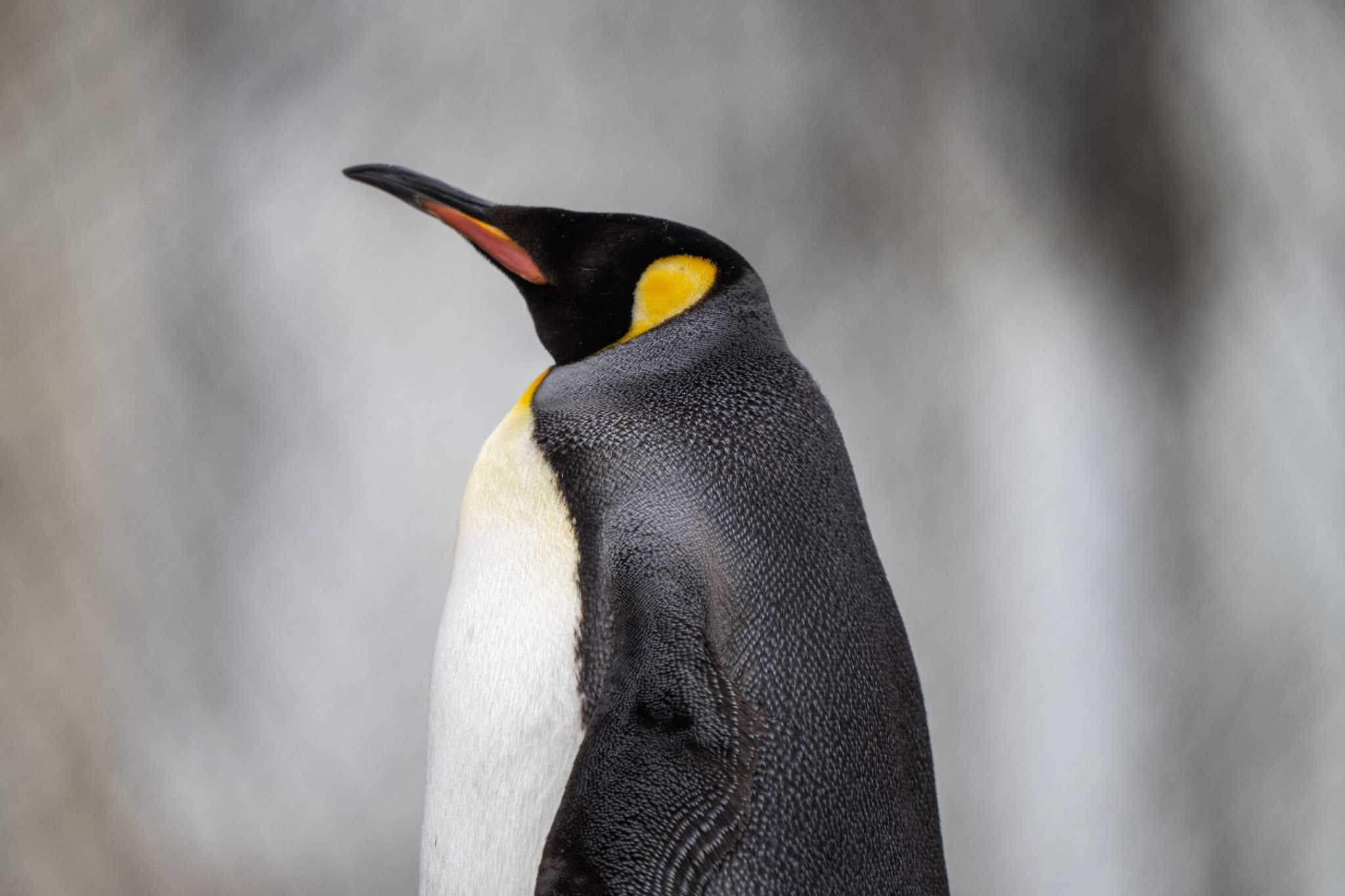  オウサマペンギンの写真