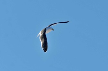 Slaty-backed Gull 勇払原野 Wed, 2/15/2023