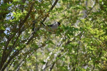 Japanese Grosbeak Arima Fuji Park Sat, 4/21/2018