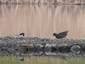 2023年2月19日(日) 芝川第一調節池(芝川貯水池)の野鳥観察記録