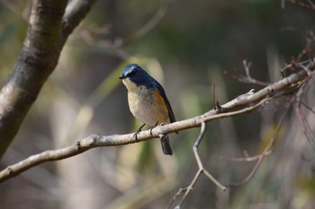 Red-flanked Bluetail Mikiyama Forest Park Sat, 2/24/2018