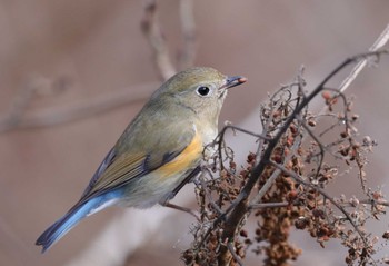 Red-flanked Bluetail Hayatogawa Forest Road Wed, 2/15/2023