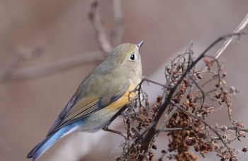 Red-flanked Bluetail Hayatogawa Forest Road Wed, 2/15/2023