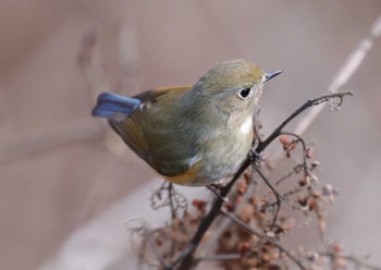 Red-flanked Bluetail Hayatogawa Forest Road Wed, 2/15/2023