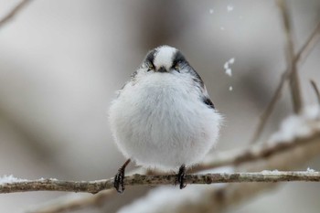 Long-tailed Tit Miyagi Kenminnomori Thu, 2/16/2023