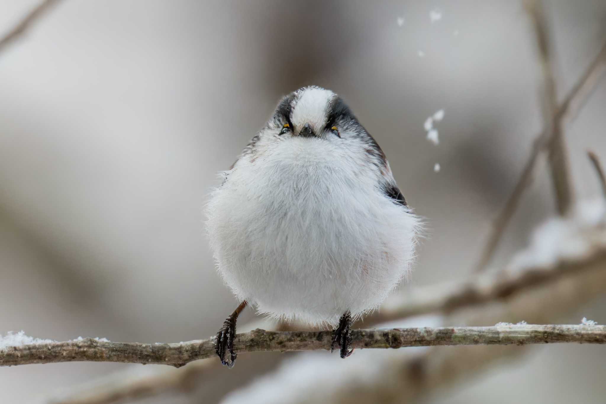 宮城県民の森 エナガの写真 by LeoLeoNya