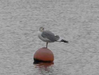 Sun, 2/19/2023 Birding report at 大森ふるさとの浜辺公園