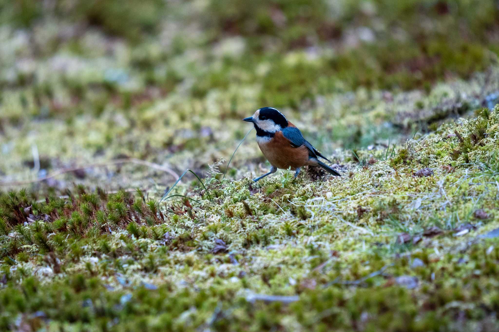 Varied Tit