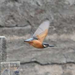 Common Kingfisher Kobe Forest Botanic Garden Sun, 2/25/2018