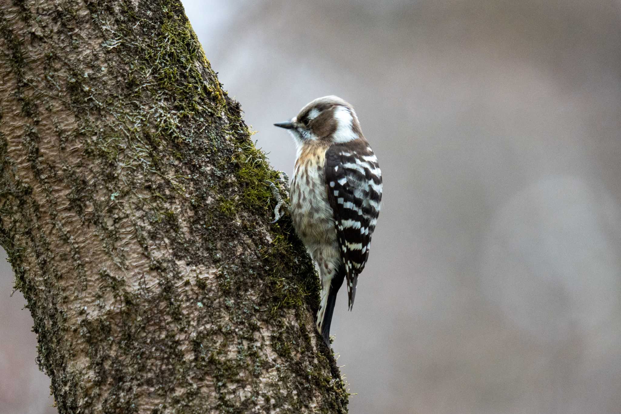 Japanese Pygmy Woodpecker