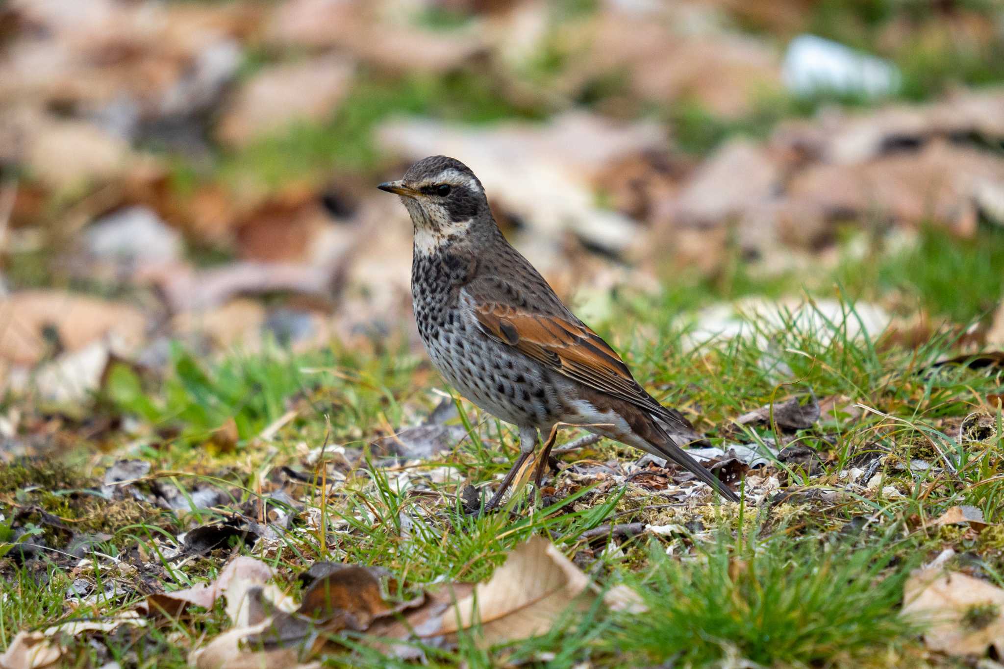 Dusky Thrush