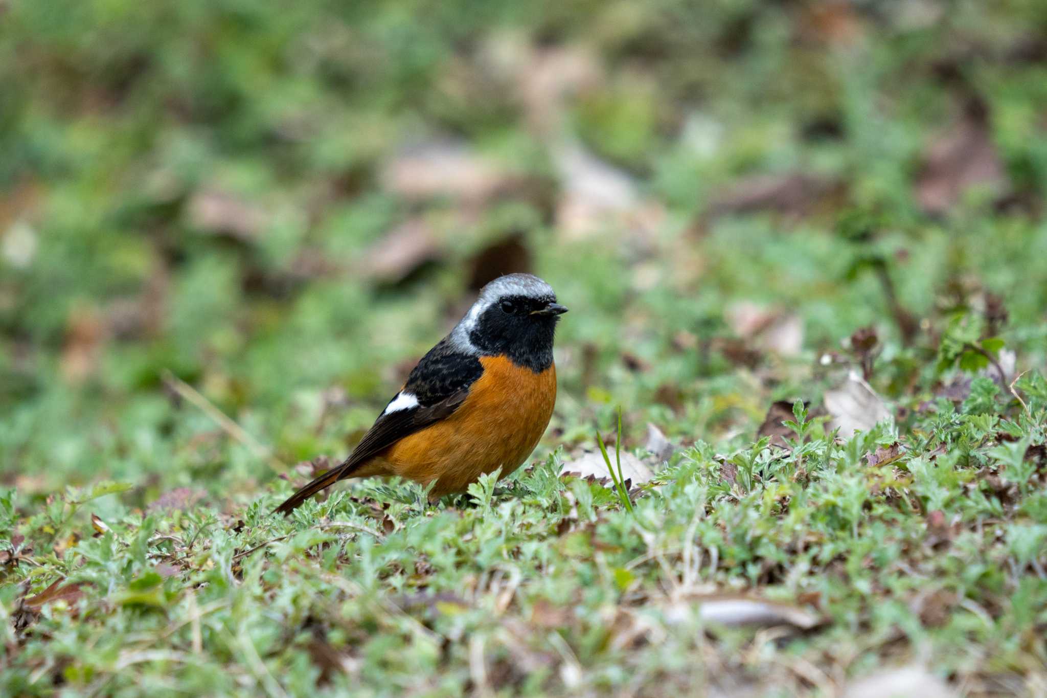 Daurian Redstart