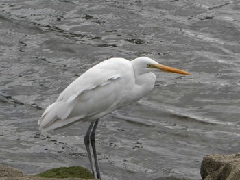 2023年2月19日(日) 森ケ崎海岸公園の野鳥観察記録