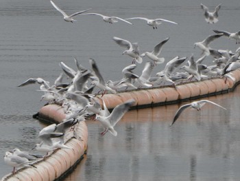 ユリカモメ 大森ふるさとの浜辺公園 2023年2月19日(日)