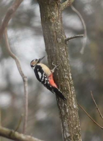 Great Spotted Woodpecker 三木総合防災公園 Sat, 2/3/2018