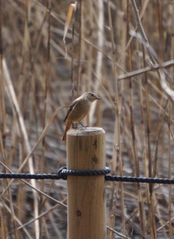 Daurian Redstart 洞峰公園 Sun, 2/19/2023