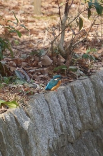 カワセミ 洞峰公園 2023年2月19日(日)