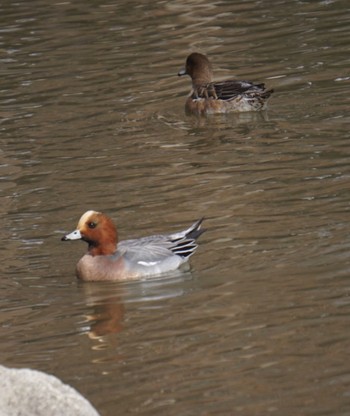 Eurasian Wigeon 洞峰公園 Sun, 2/19/2023