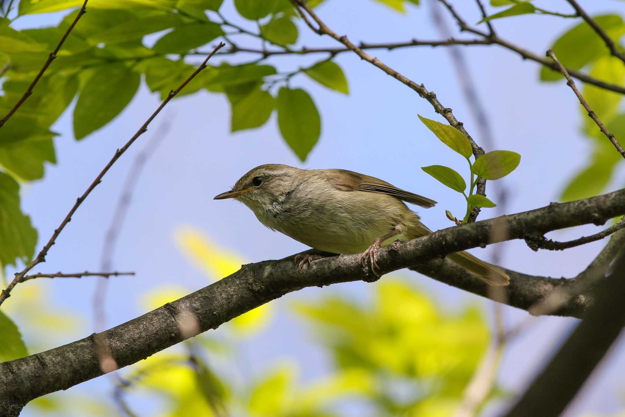 Photo of Japanese Bush Warbler at Osaka castle park by Trio