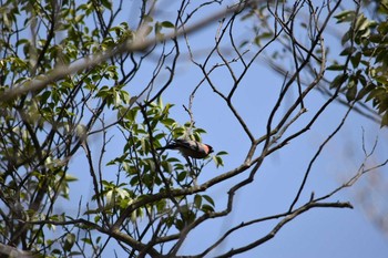 Eurasian Bullfinch ゆめのさき森公園 Sat, 3/31/2018