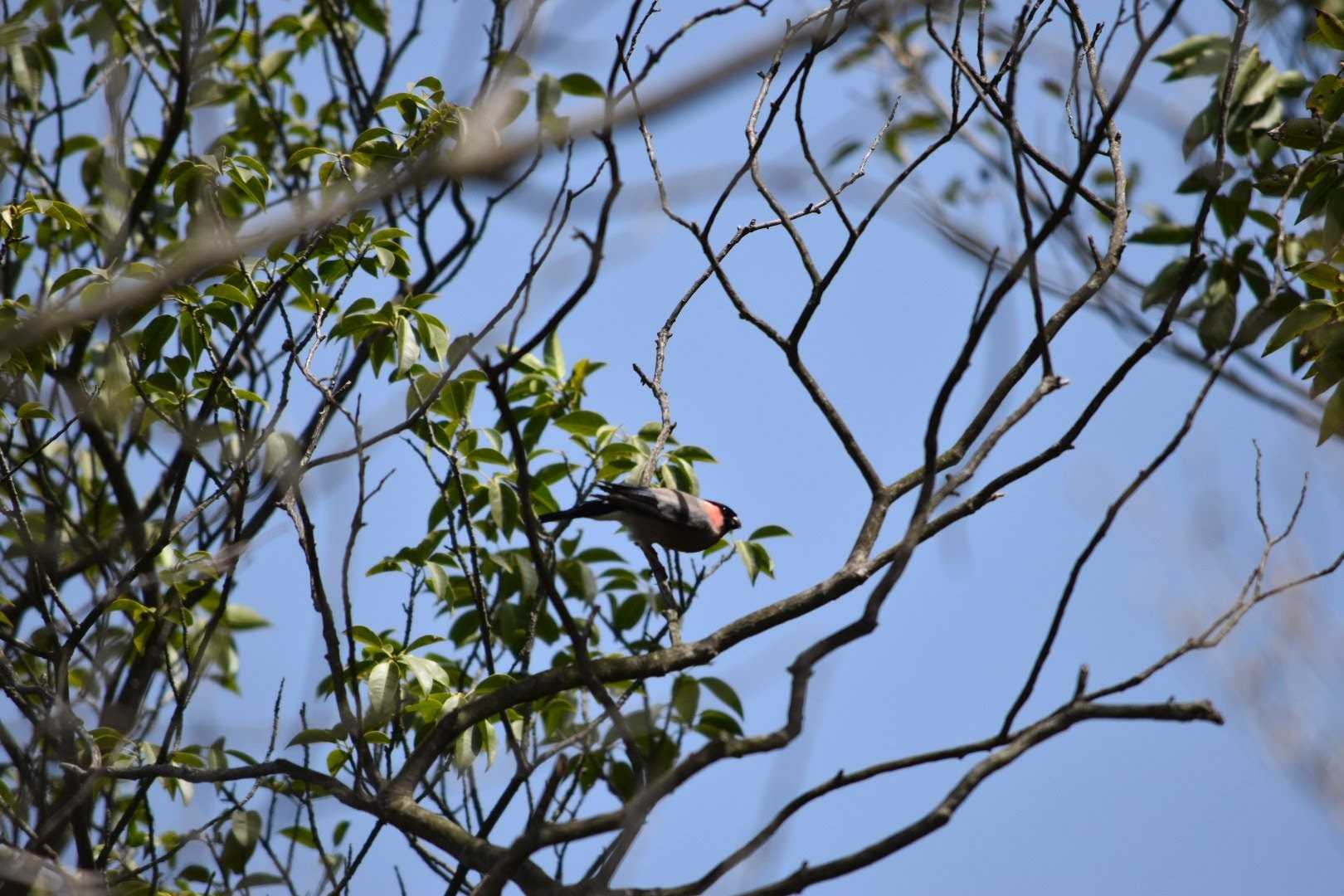 Photo of Eurasian Bullfinch at ゆめのさき森公園 by Shunsuke Hirakawa