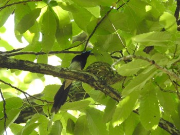 サンコウチョウ 長良川ふれあいの森 2020年6月7日(日)