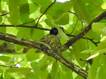 サンコウチョウ 長良川ふれあいの森 2020年6月7日(日)