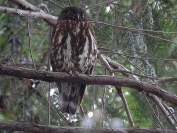 Sat, 7/4/2020 Birding report at 猪名部神社(三重県員弁郡)