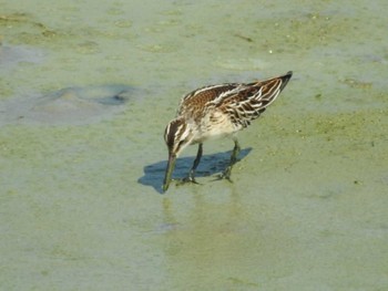 Broad-billed Sandpiper 愛知県西尾市 Sat, 8/29/2020