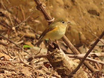 2023年2月19日(日) 道保川公園の野鳥観察記録