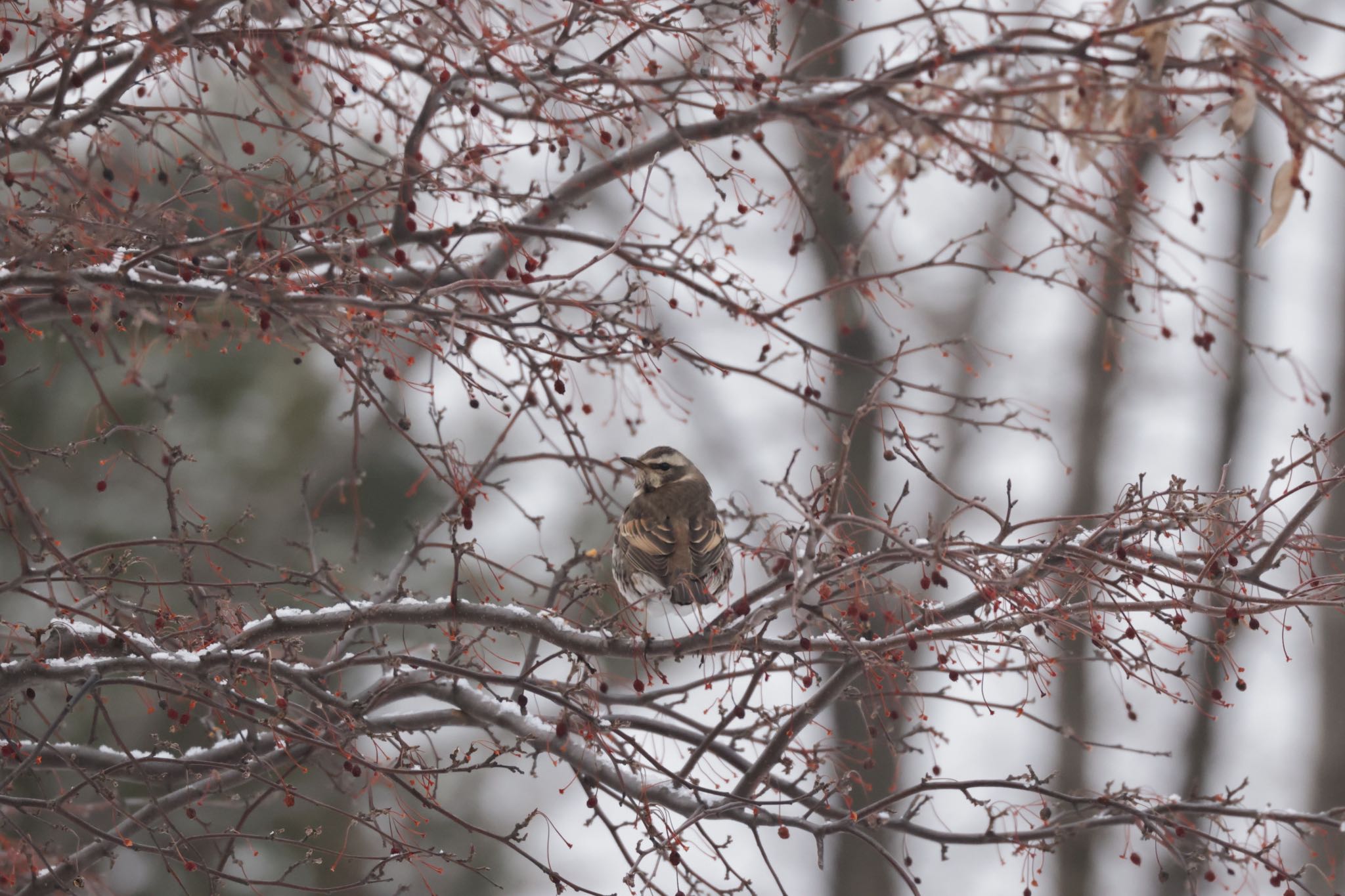 Photo of Dusky Thrush at 北海道大学 by will 73