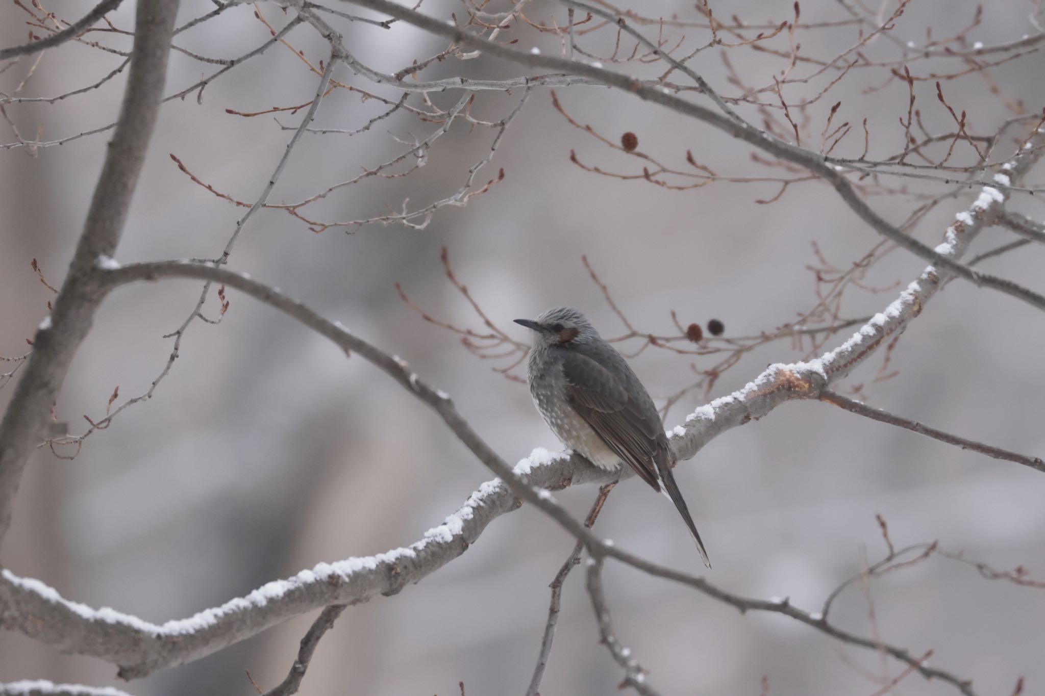 Photo of Brown-eared Bulbul at 北海道大学 by will 73