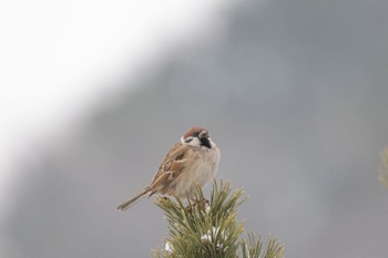 Sun, 2/19/2023 Birding report at 北海道大学