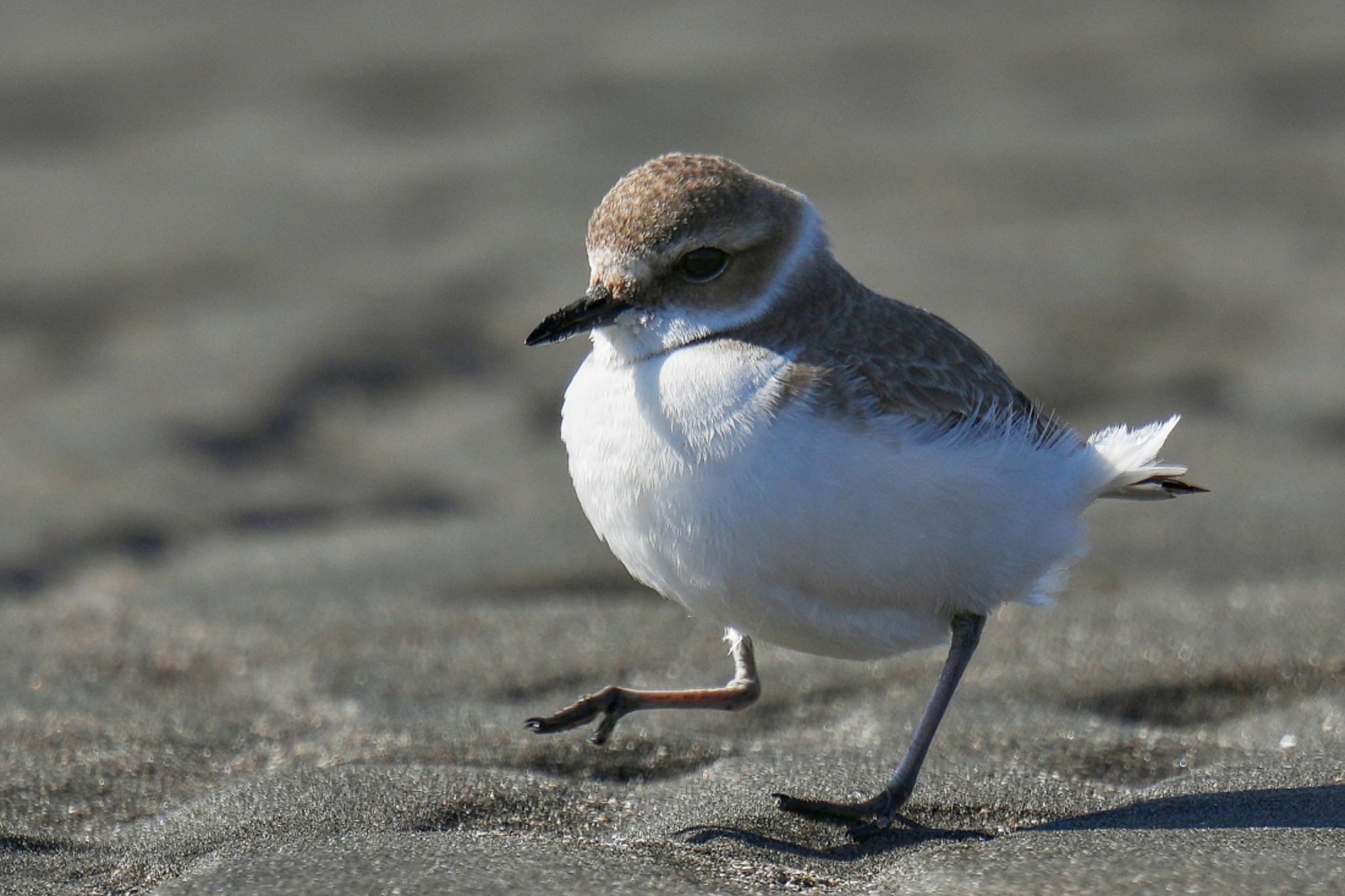 Kentish Plover