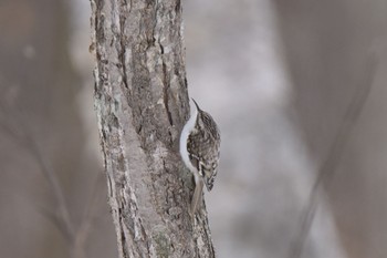 Eurasian Treecreeper(daurica)  ウトナイ湖 Sat, 2/18/2023