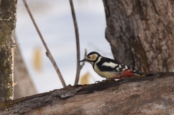 Sat, 2/18/2023 Birding report at  ウトナイ湖