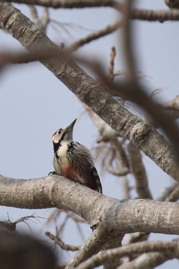 White-backed Woodpecker(subcirris) Tomakomai Experimental Forest Sat, 2/18/2023