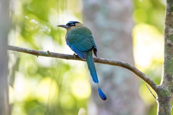 Lesson's Motmot Muyil Ruins Wed, 1/10/2018