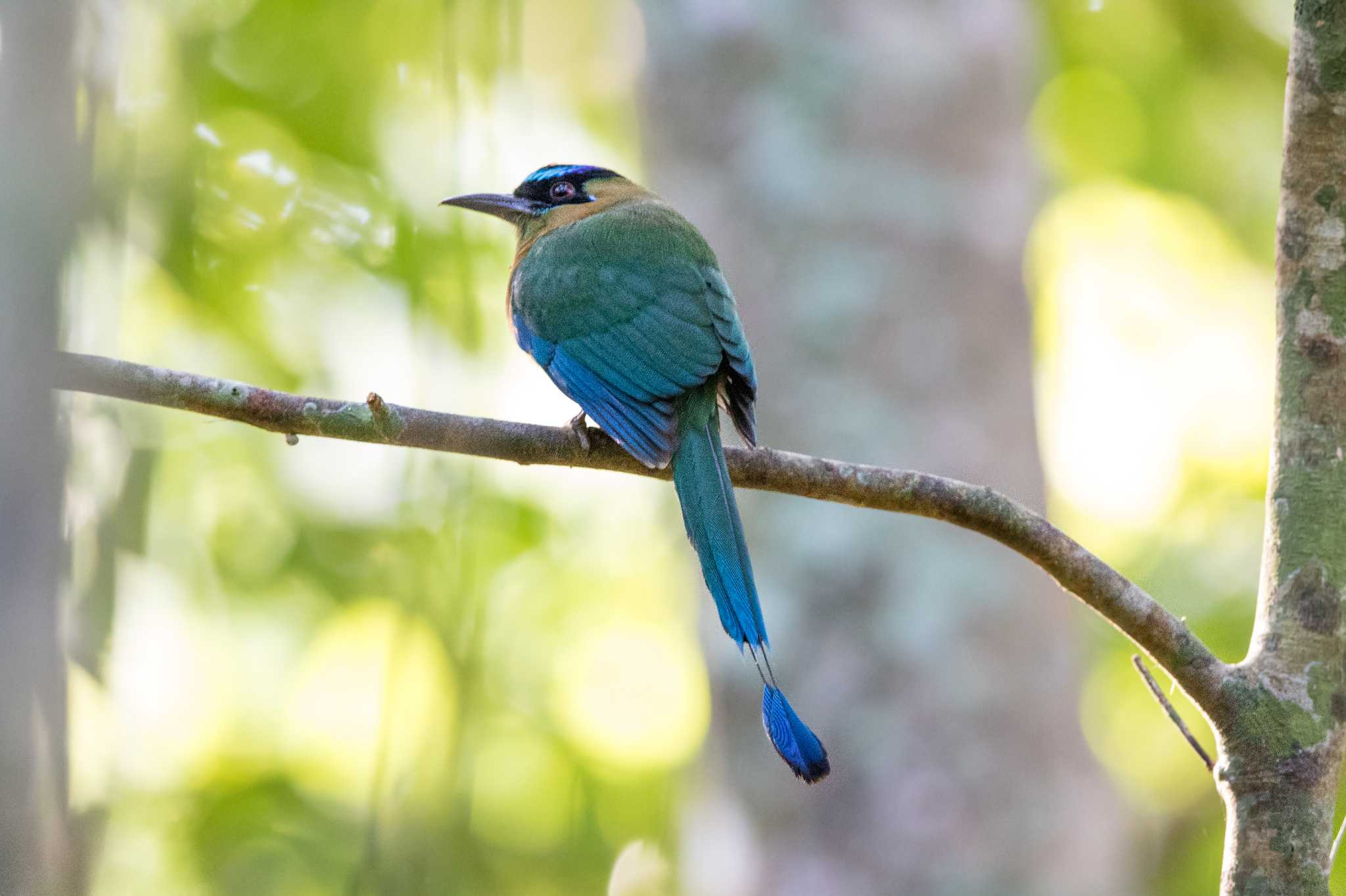 Photo of Lesson's Motmot at Muyil Ruins by Trio