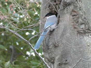 Mon, 1/2/2023 Birding report at 富士森公園(八王子市)