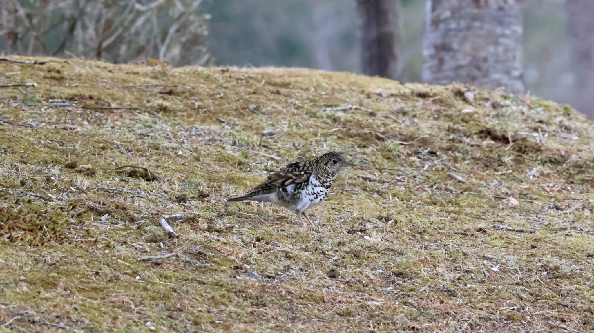 Photo of White's Thrush at Arima Fuji Park by 洗濯バサミ