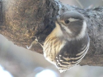 Tue, 1/3/2023 Birding report at 六本杉公園