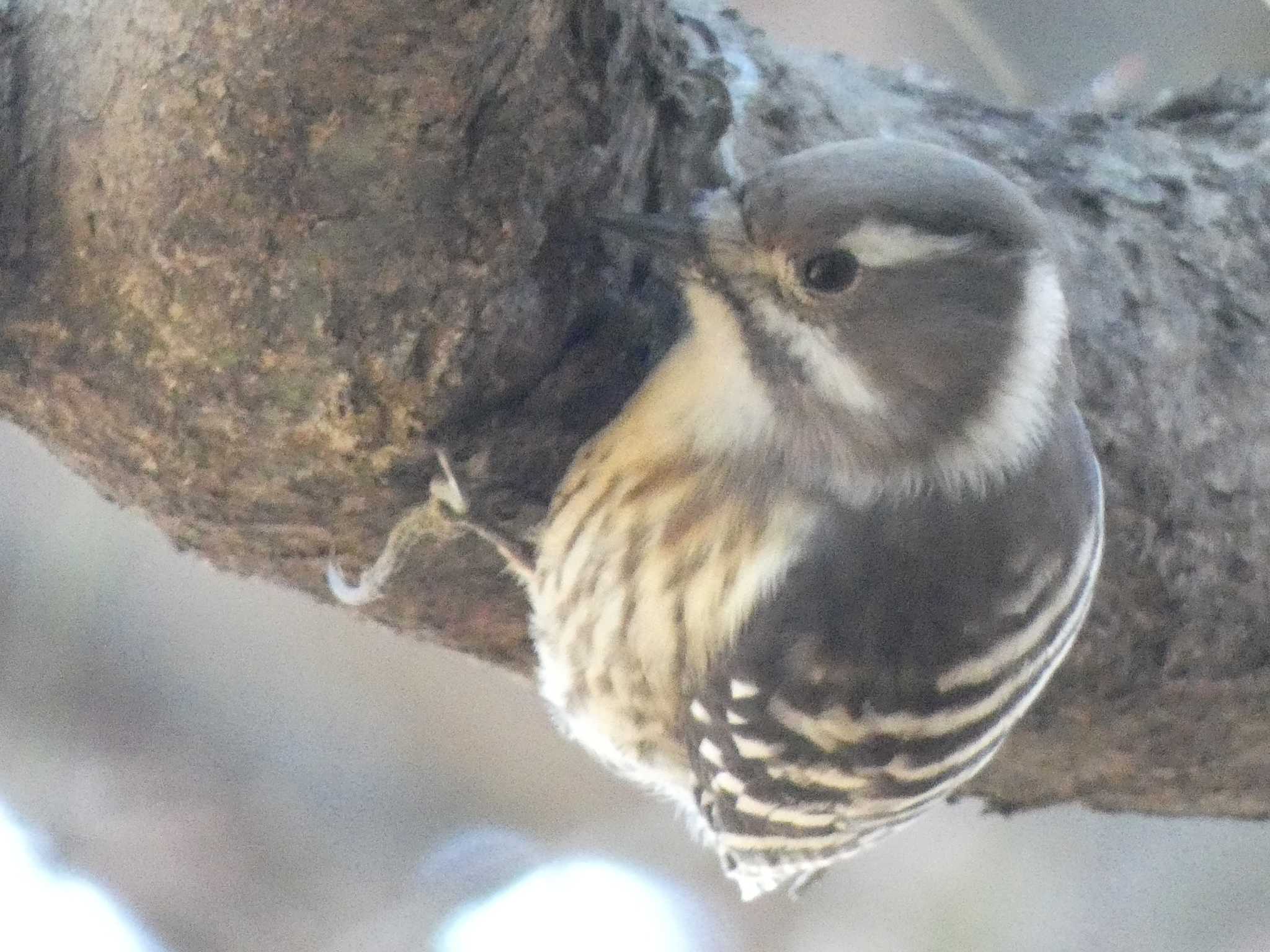 六本杉公園 コゲラの写真 by とりべえす