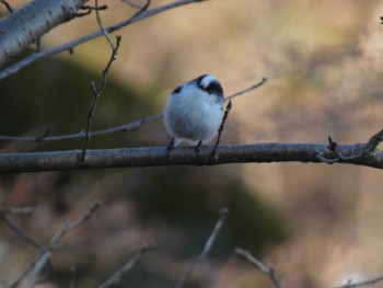 Wed, 1/4/2023 Birding report at 富士森公園(八王子市)