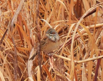 Chestnut-eared Bunting 常滑市 Sun, 2/19/2023