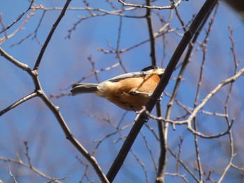 Varied Tit 富士森公園(八王子市) Sat, 1/7/2023