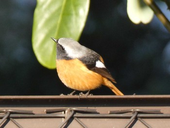 Daurian Redstart 富士森公園(八王子市) Sat, 1/7/2023