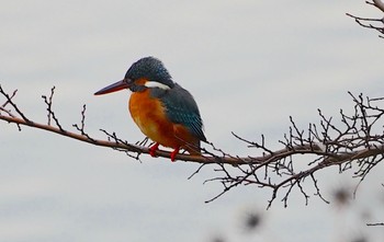 Common Kingfisher 万代池 Sun, 2/19/2023